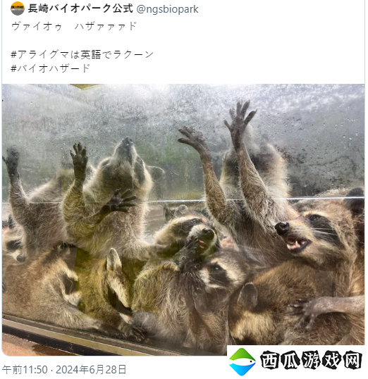 长崎动物园发浣熊惊悚图片 生化危机官方惊呼太像了